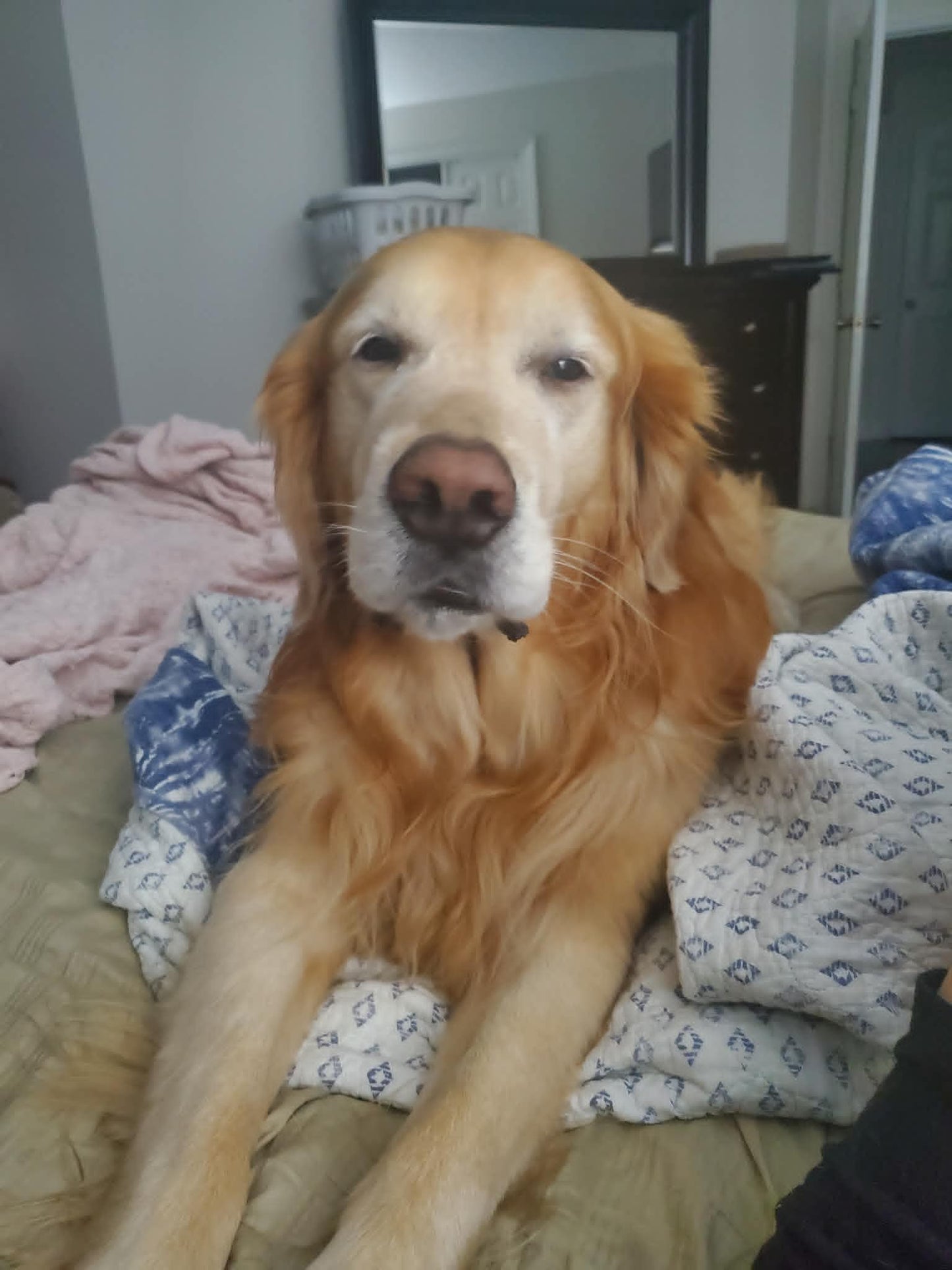 Scooter — the original photo sent by his owner